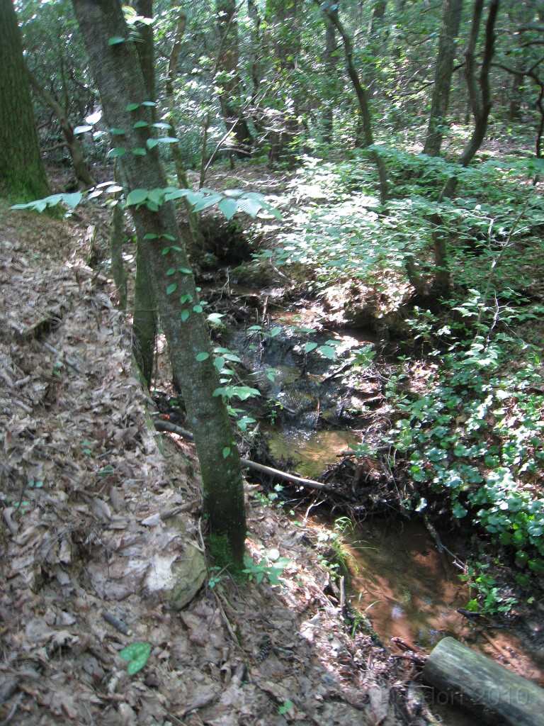 Helen to Unicoi 2010 0080.jpg - Barely a babbling brook, more like a whispering wet place.